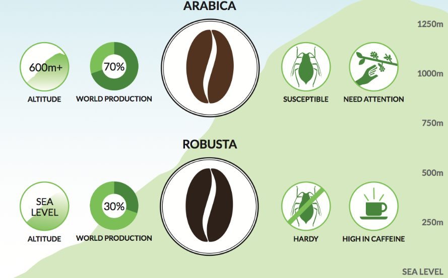 Caffeine amount in Arabica and Robusta